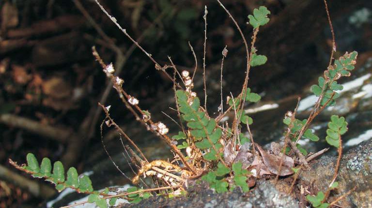 Notholaena ekmanii, endemic threatened fern rediscovered after 57 years since it was last seen in the Sierra de Cajálbana, La Palma, Pinar del Río. ©R. Núñez.