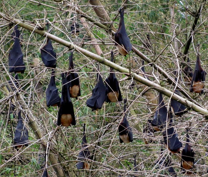 A roost of the Indian Flying Fox, the largest bats around us. © Kadambari Deshpande
