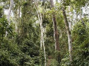 Protected forest of Lama, a semi-deciduous forest type. © Adomou A.C., November 2004