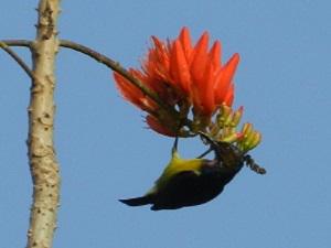 Brown throated sunbird.