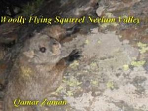 Woolly Flying Squirrel one of the rarest mammals in the world.