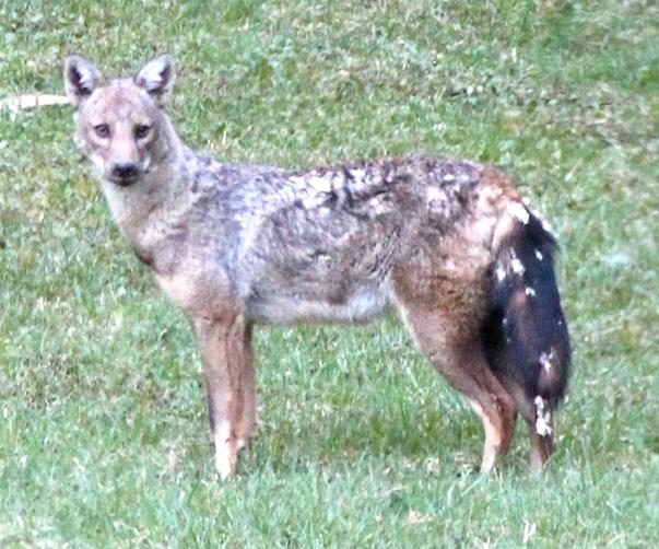 Canids grouped to striped jackal in Ethiopia near to Addis Ababa.
