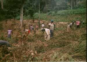 A group of local farmers engaged in unsustainable farming practices (deforestation at the Togo Plateau).