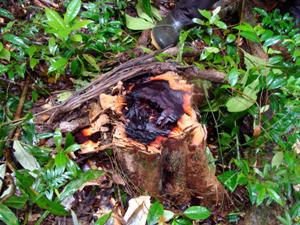 A stump of a recently cut rosewood tree from the western side of the Masoala peninsula.