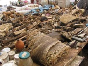 A traditional medicine market in Johannesburg, South Africa showing a wide variety of animal products for sale, including the skin of a large southern African Python (Python natalensis).
