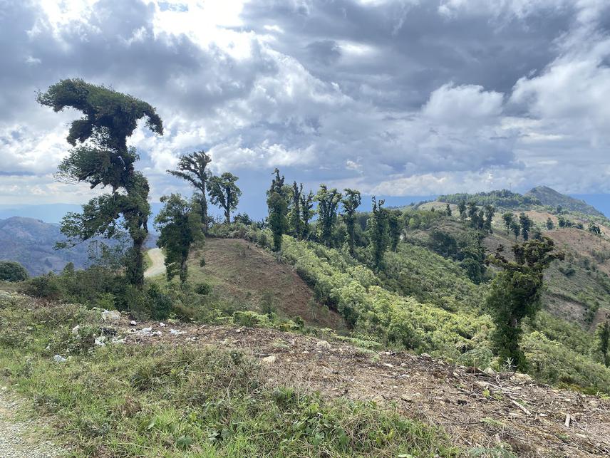 A deforested mountainside with isolated oak trees, typical of the degraded habitat within the A. campbelli distribution range. ©Fundesgua.