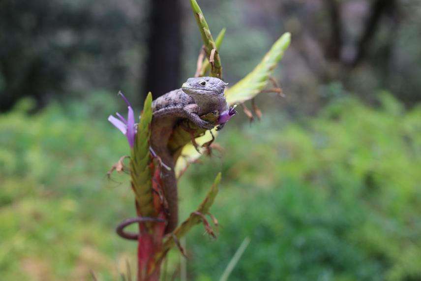 An adult Abronia campbelli in its natural habitat, perched on vascular epiphytes. ©Fundesgua.