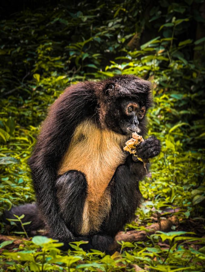 Ateles geoffroyi. ©Rodrigo Alto-Cuate.