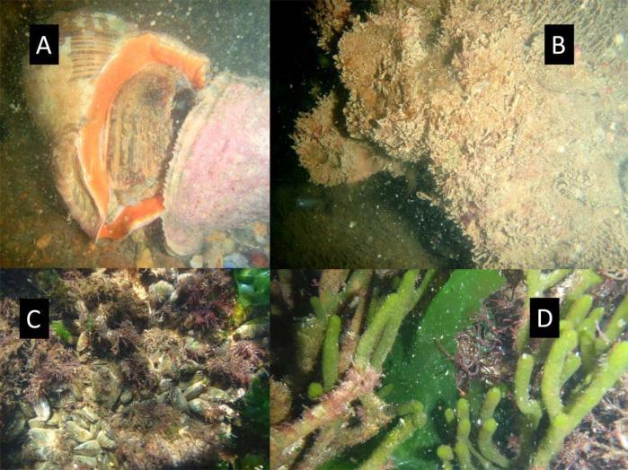 In Gorriti Island, high densities of the Rapa Whelk were found (A) associated with rocks showing little or no mussel cover (B), in contrast with sub-tidal areas where the Whelk is not present (C and D). © Alvar Carranza and Jorge Durán.