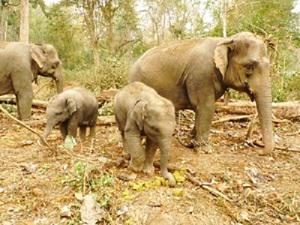 Elephant family.