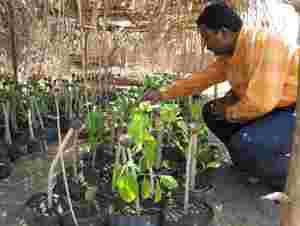 Mr. Biswajit Mohanty  inspecting the banyan seedling nursery at Dandiri village.