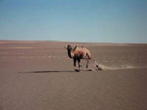 A wild bactrian camel running in the heartland of the Lopnur in April 2011.