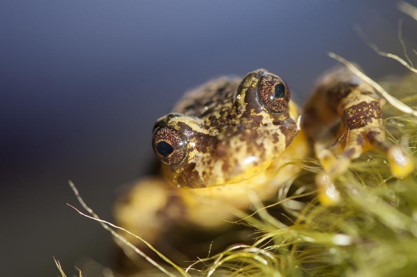 Batrachyla antartandica. ©Marcelo Bonino.