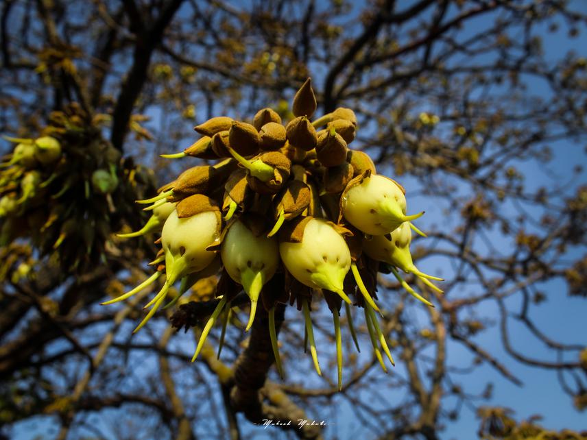 Bunch of mahua flowers. ©Mukesh Mahato.