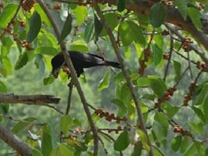 A crow eating banyan fruits.