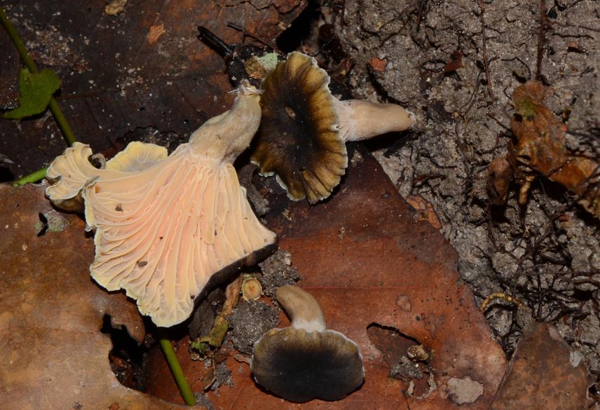 Cantharellus Xanthocyaneus Ndolo Ebika & Buyck, a new species described in 2020 from Gilbertiodendron dewevrei forest in Makao. © Sydney T. Ndolo Ebika/ICPC.