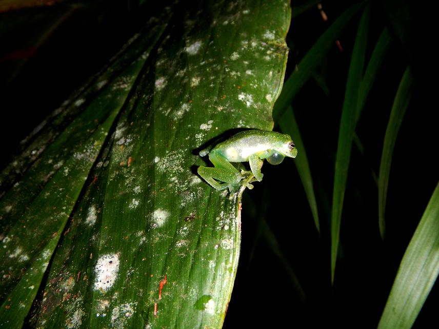 Centrolene antioquiensis. © Ricardo Medina.