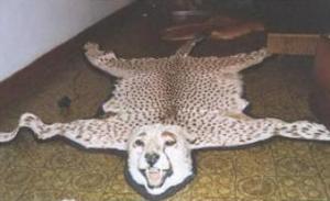 Cheetah skin.