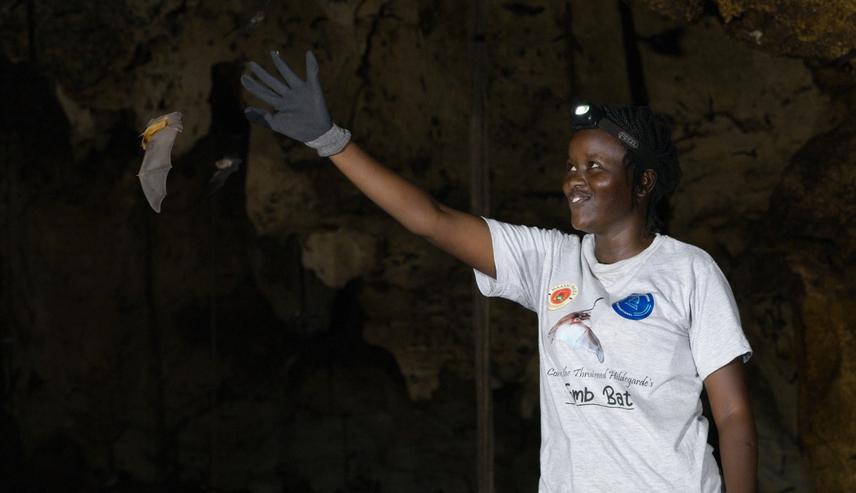 Close encounter with Taphozous bat species at Makuruhu cave. ©Karel De La Cruz.