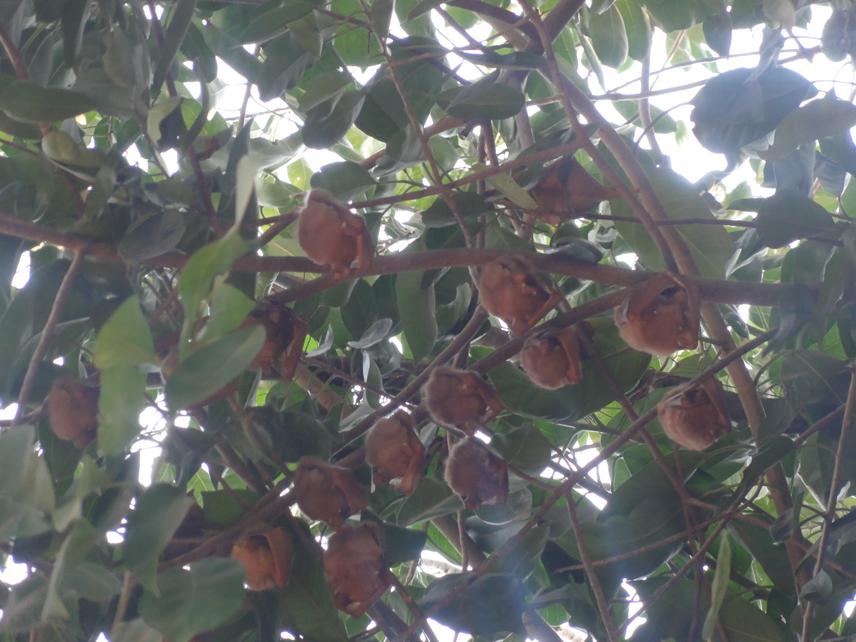 Epomophorus species roosting in a fig tree. ©Wongani Sibande.