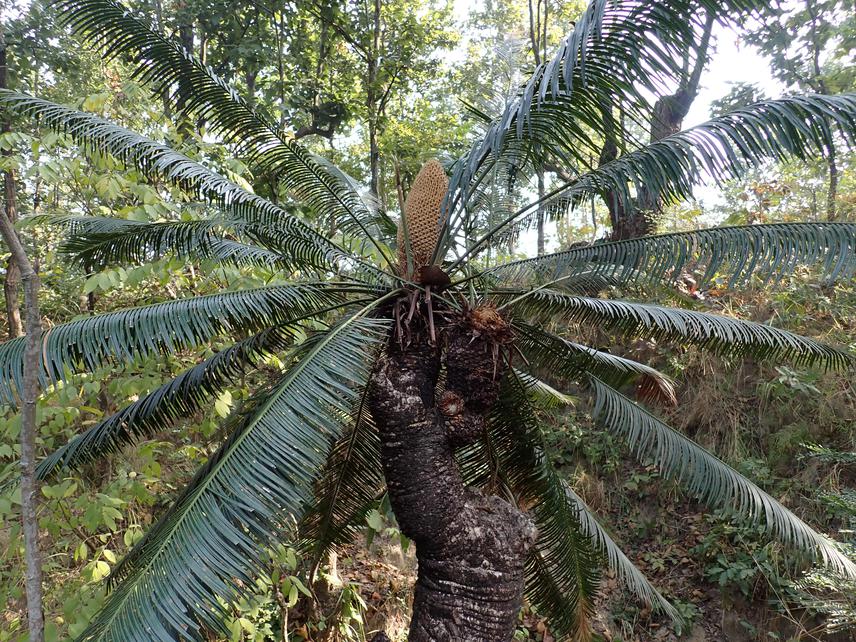 Cycas Pectinata (Male cone) at Jalthal forest Jhapa district Nepal. ©Yogendra Bikram Poudel.