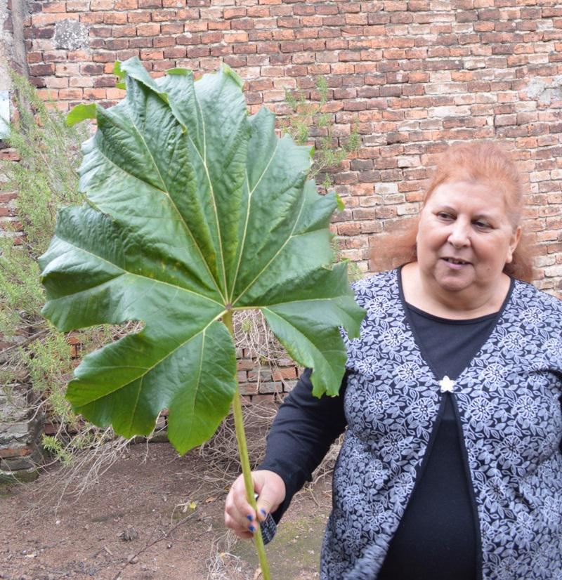 Mrs. Griselda with “chapéu de couro”, a medicinal plant used for respiratory diseases.