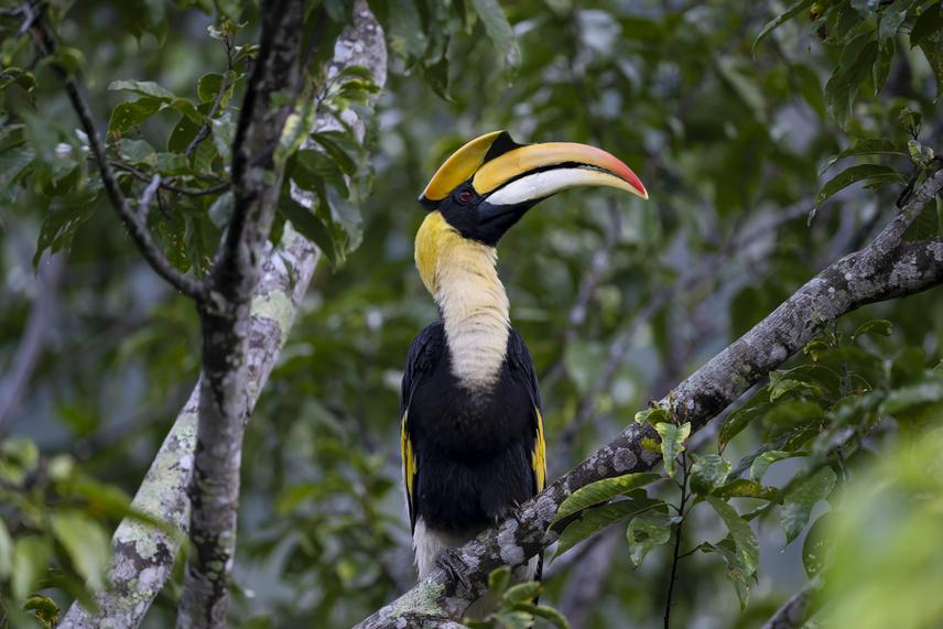 The Great hornbill is one of the 10 hornbill species present in Malaysia. ©Sanjitpaal Singh / Gaia.