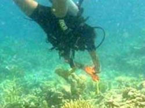 Dr Silvia Pinca surveying in Likiep atoll.