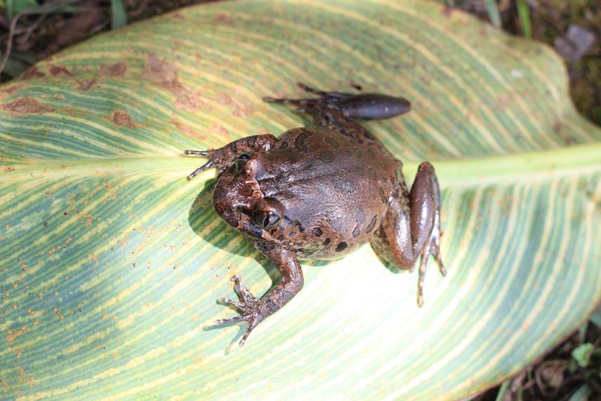 Egg frog. ©Lotanna Micah Nneji.