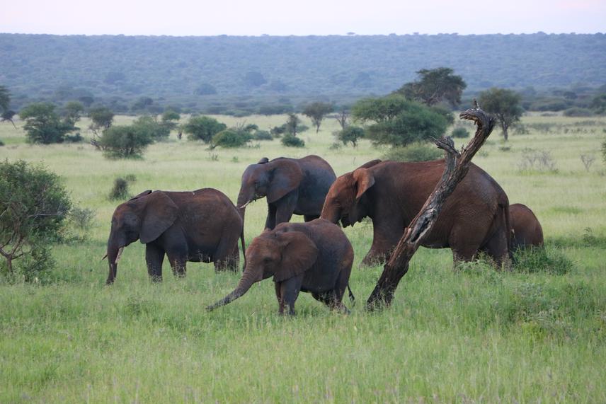 A family of Savannah African Elephants, taken about 30 km from Naitolia village during the beginning of the short dry season of the year 2024. ©Agriphina Machaninga.