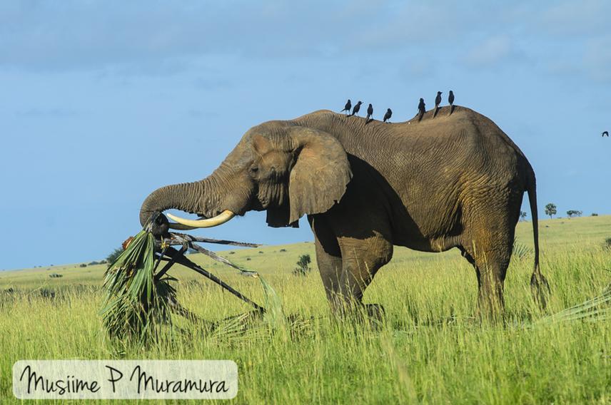 Elephant in Queen Elizabeth National Park, Uganda.