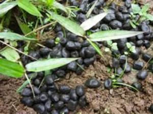 Faecal pellets of bongo identified in the Dja Reserve by the trackers.