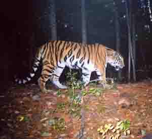 Female tiger from camera trap.