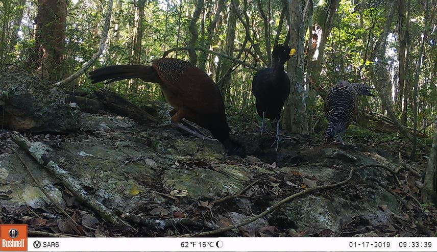 Great curassows (Crax rubra) drinking water in a terrestrial rock pool (sarteneja) within the Calakmul Biosphere Reserve, Mexico.