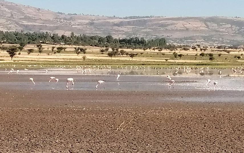 Birds of Chelekleka wetland on its Northwards. © Mebrat Teklemariam, 14, 02, 2021