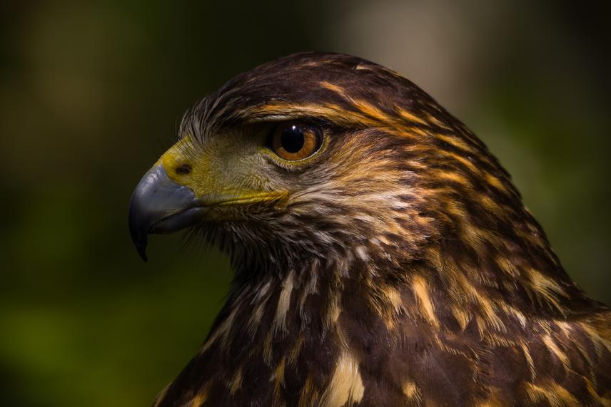 Harris's Hawk. ©Romina Triviño.