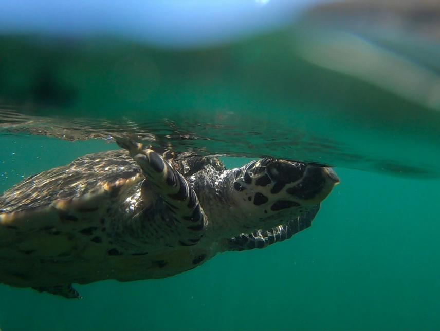 Hawksbill turtle after being released. ©Michael Farid Zavala Armenta.