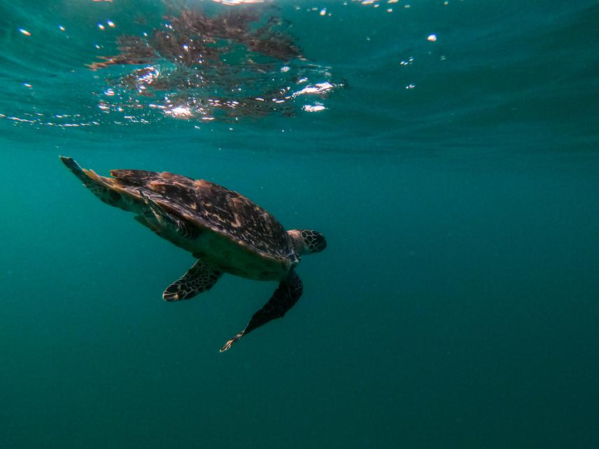 Hawksbill turtle observed during in water monitoring. ©Michael Farid Zavala Armenta.