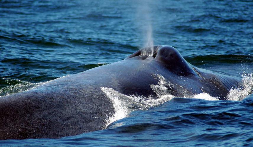 Blue whale surfacing.© R. Hucke-Gaete CBA.UACh 2008.
