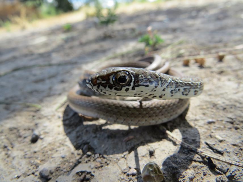 Serpiente Corredora (Masticophis mentovarius). ©Torres-Barragán, C. A..