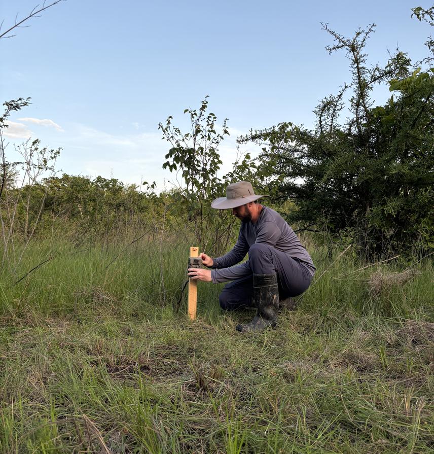 Installing camera traps to monitor the ripening and fall of nance fruits in the dry tropical forest of Costa Rica. ©Brayan Morera.