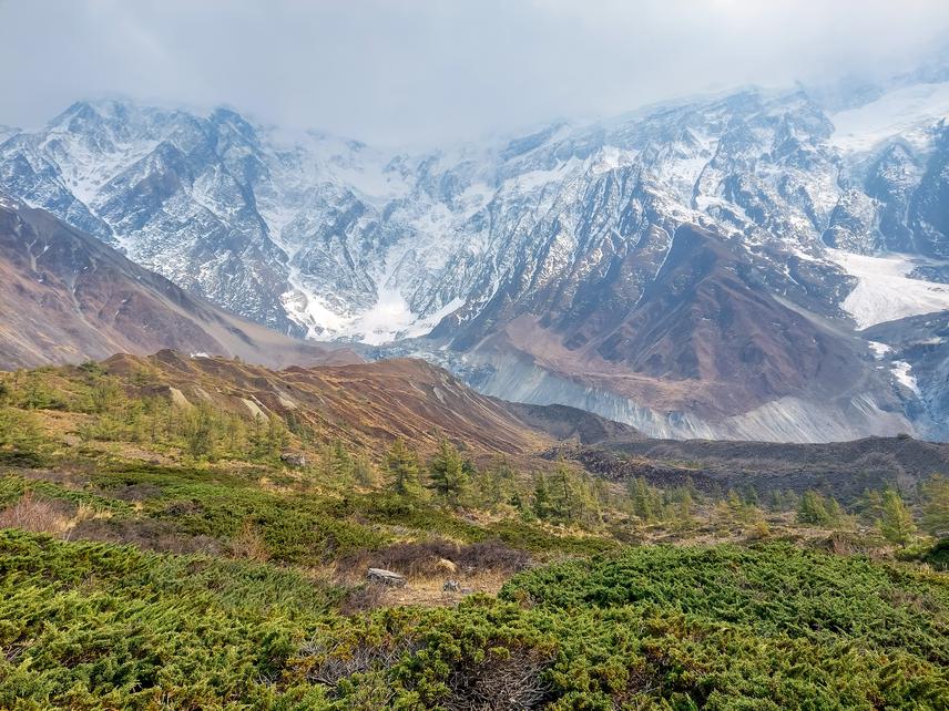 Tree line ecotone in Mustang dominated by Pinus wallichiana and Juniperus squamata. Mt. Nilgiri (7091m) in the background. ©Bimal Kumar Yadav.