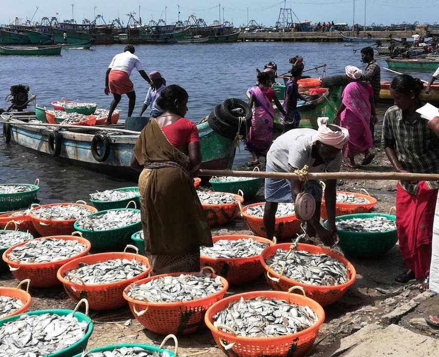 Bycatch landings observed in Kottaipattinam fish landing centre, Palk Bay, India. ©Haripriya/Dakshin Foundation.