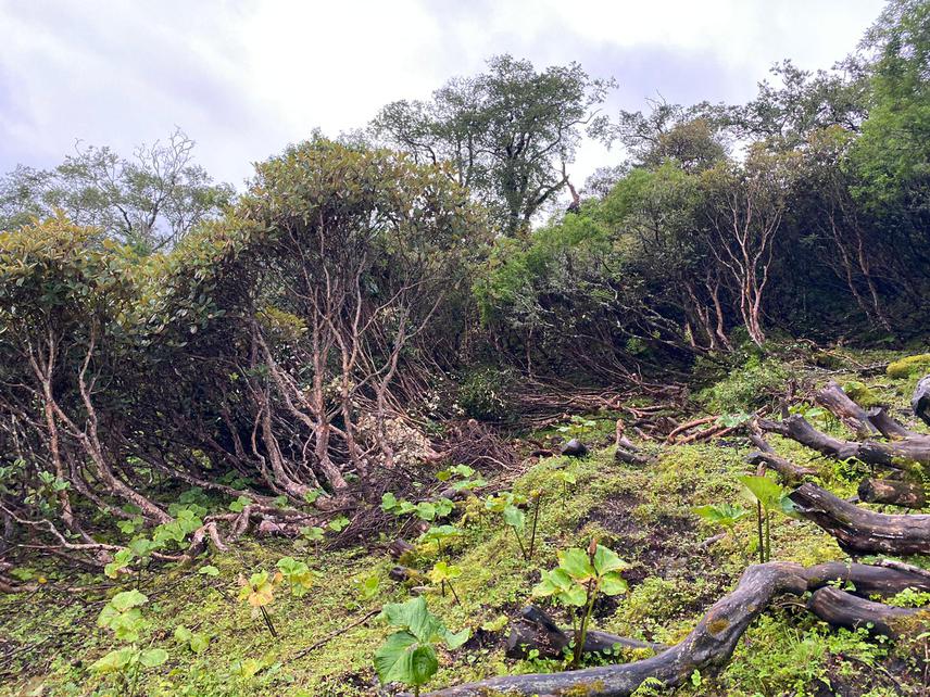 Tree line vegetation dominated by Rhododendron campanulatum in the Bhujung area of the Annapurna region. ©Kishor Prasad Bhatta.