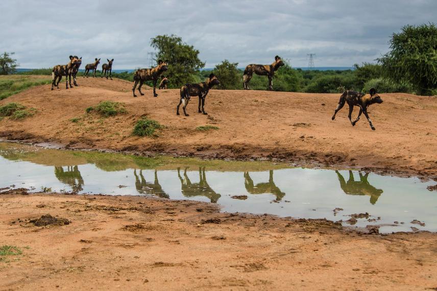 Incredible shot, Mpala. ©Dedan Ngatia.