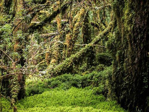 Inside the Valdivian Rainforest.