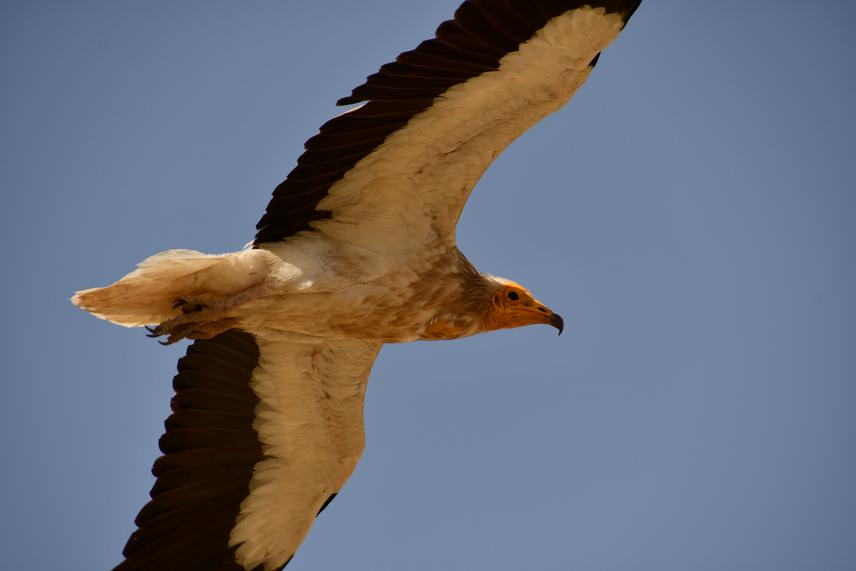 Egyptian vulture. ©Alyona Kaptyonkina.