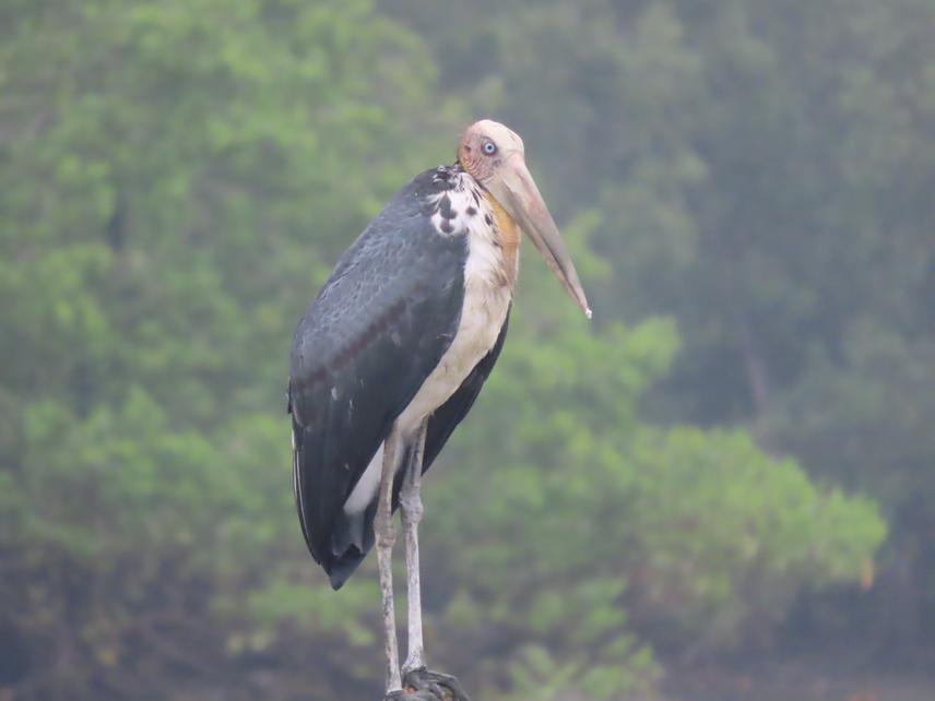 Lesser Adjutant. ©See Choon Min, Malaysian Nature Society.