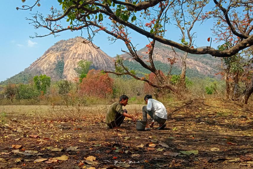 Locals busy collecting mahua flowers. ©Mukesh Mahato.