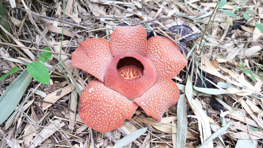 Male flower of R.zollingeriana_Febrina Artauli Siahaan. ©Febrina Artauli Siahaan / BRIN & Yayasan Botani Tropika Indonesia.